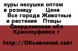 куры несушки.оптом 160 в розницу 200 › Цена ­ 200 - Все города Животные и растения » Птицы   . Свердловская обл.,Красноуфимск г.